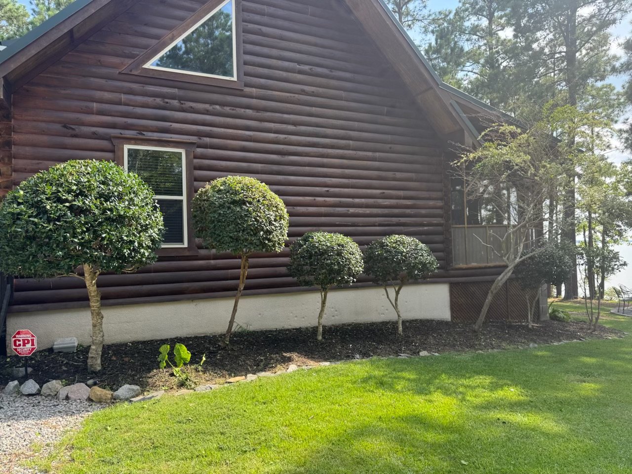 After: neatly shaped ornamental shrubs beside log cabin