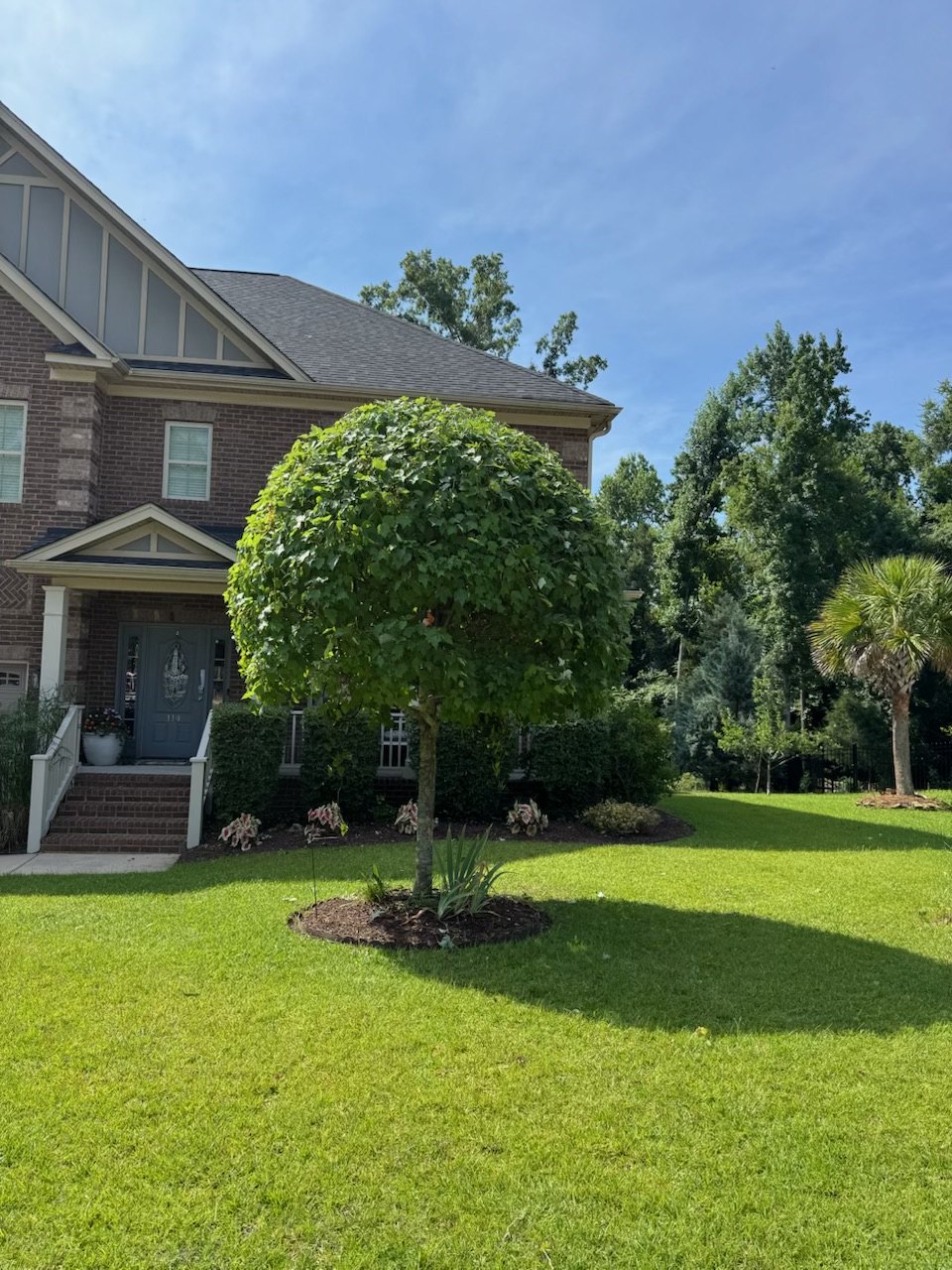 After: evenly rounded ornamental tree with cleared grass