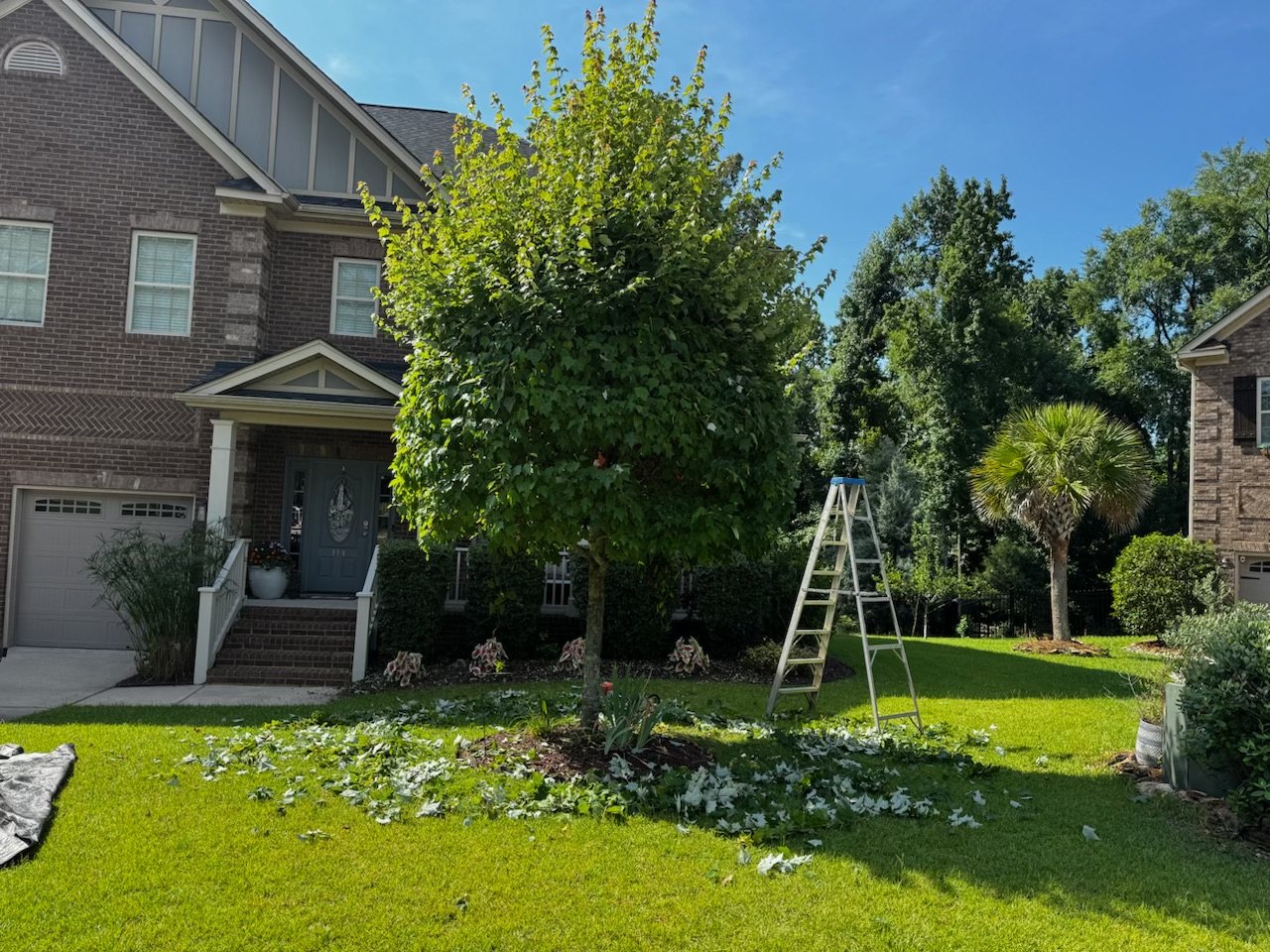Before: tall leafy ornamental tree during pruning